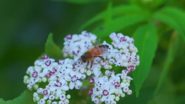 Včelí opylování bílého květu v makro video — Stock video