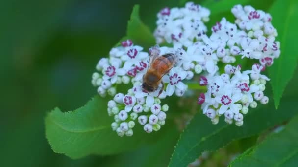 宏观视频中蜜蜂授粉白花 — 图库视频影像