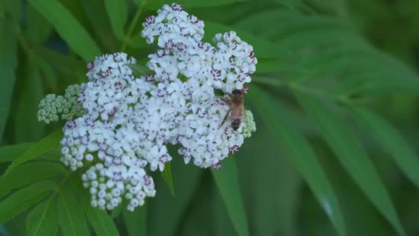 Makro videoda arı tozlaştıran beyaz çiçek — Stok video