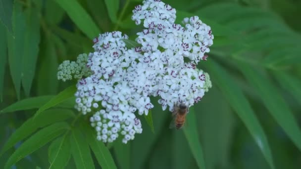 Abeille pollinisant fleur blanche en macro vidéo — Video