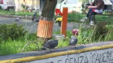 Yavaş çekimde beton çıkıntıda gezinen iki gri güvercin. 