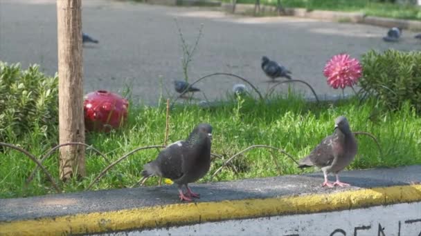 Pair Gray Pigeons Strolling Concrete Ledge Slow Motion Video — Stock Video