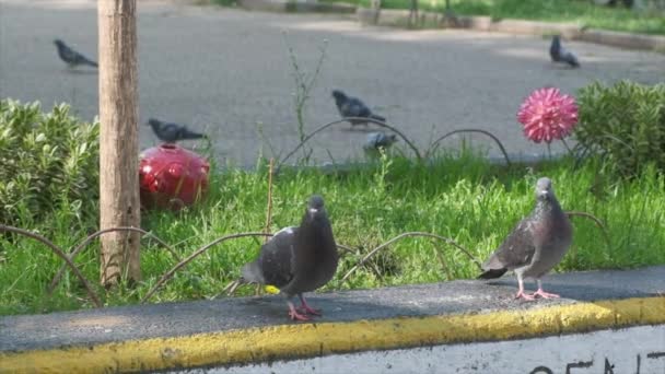 Paire Pigeons Gris Promenant Sur Rebord Béton Ralenti Vidéo — Video