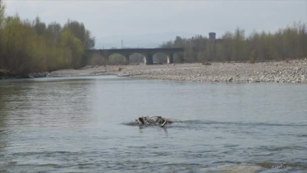 Pebbles Stones River Bed Sunny Day Enza — Video Stock