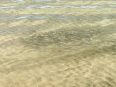 Kumlu deniz yatağının üzerinde açık ve sığ deniz sularının yakın görüntüsü. Güneş ışığı, aşağıdaki dokulu kumlarda balıklarla güzel, parıldayan dalgalar ve yakıcı desenler yaratır. Yüksek kalite fotoğraf