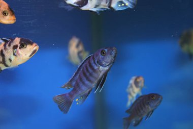 Tatlı su akvaryumunda yüzen çeşitli renkli Afrika çikletlerinin canlı bir gösterisi. Tank büyük gri kayalar, yeşil su bitkileri ve ince çakıl substratı ile süslenmiştir. Yüksek kalite fotoğraf