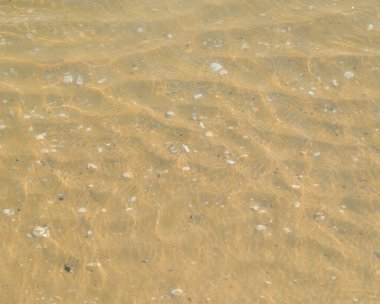 Close-up vertical shot of bright, shallow water gently rippling over the patterned sand and small white seashells on the seabed. High quality photo