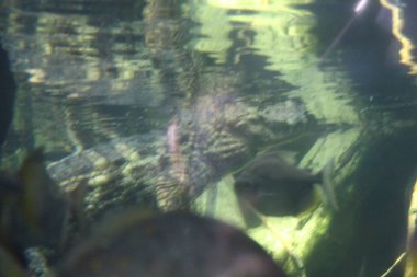 Timsah ya da kayman, su yüzeyinin hemen altında, kütükler ve kayalarla kaplanmış, hareketsiz ve kısmen batık bir şekilde yüzer. Yüksek kalite fotoğraf