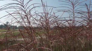 Zarif, tüylü tohum başlarının ve parlak mavi gökyüzüne hafifçe sallanan süs otlarının zemin katmanlı görüntüsü. Yüksek kalite 4k görüntü