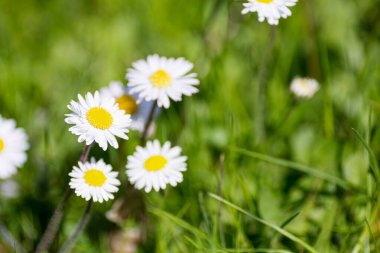 Yeşil yemyeşil arkaplan üzerine kurulmuş sarı merkezli beyaz papatyaların yakın plan çekimleri doğal ışıkta kır çiçeklerinin tazeliğini yakalıyor. Yüksek kalite fotoğraf