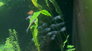 Bu video, çeşitli balıkların yemyeşil bitkiler arasında yüzdüğü renkli bir akvaryum gösteriyor, sualtı yaşamının dingin güzelliğini vurguluyor.