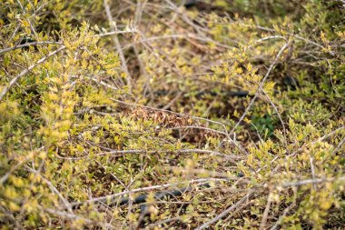 İç içe geçmiş yeşil ve sarı dikenli dalların sığ derinliği ve yumuşak doğal ışıkta yapraklar. Yüksek kalite fotoğraf