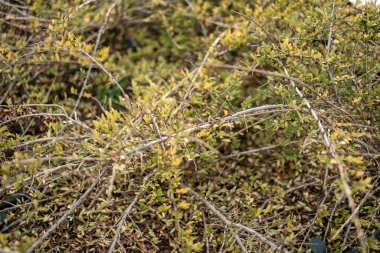 İç içe geçmiş yeşil ve sarı dikenli dalların sığ derinliği ve yumuşak doğal ışıkta yapraklar. Yüksek kalite fotoğraf