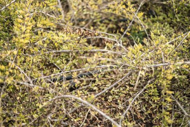 İç içe geçmiş yeşil ve sarı dikenli dalların sığ derinliği ve yumuşak doğal ışıkta yapraklar. Yüksek kalite fotoğraf