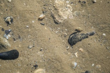 Yumuşak dalgalanmalar ve çakıl taşlarını gösteren dalgalarla sığ sulara dağılmış midyeler ve kabuklar.
