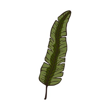 Tropik palmiye yaprağı doğa bitki elementi. 