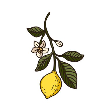 Yapraklı limon taze organik doğa dalı çizimi. 