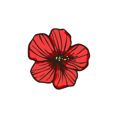 Kırmızı amber çiçeği Hawaii doğası yaz çizimi. 