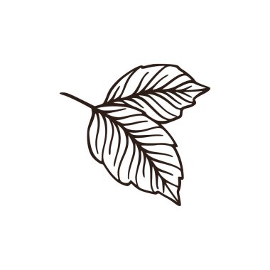 Basit çizgi yaprağı, doğa vektörü botanik çizimi. 