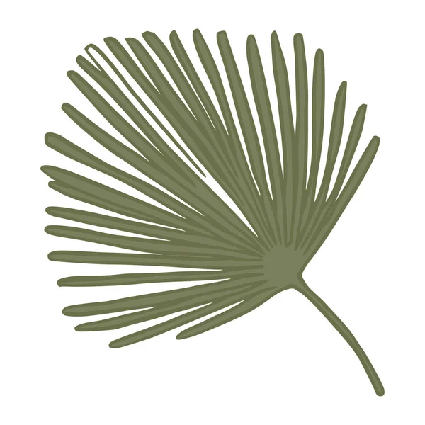 Feuille de palmier tropicale élément végétal naturel. — Image vectorielle