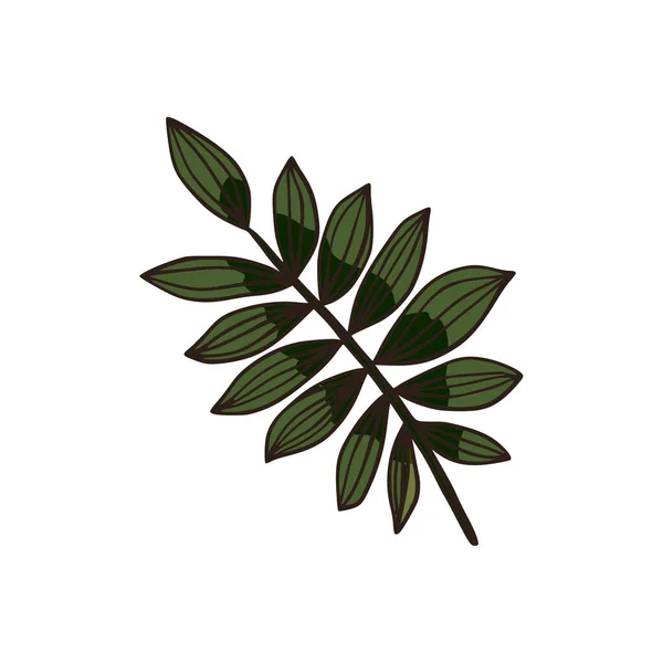 Feuille de palmier tropicale élément végétal naturel. — Image vectorielle