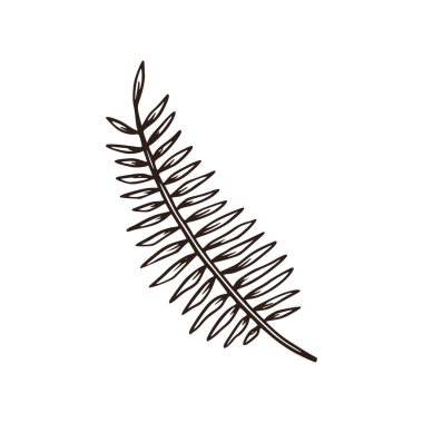 Tropik palmiye yaprağı doğa bitki elementi. 