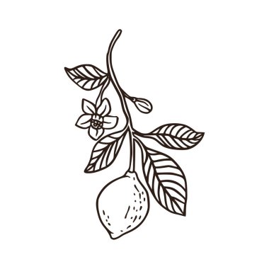Yapraklı limon taze organik doğa dalı çizimi. 