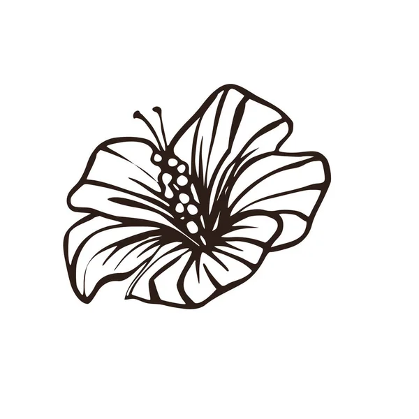Linie Hibiskus Blume Hawaii Natur Sommer Illustration. — Stockvektor