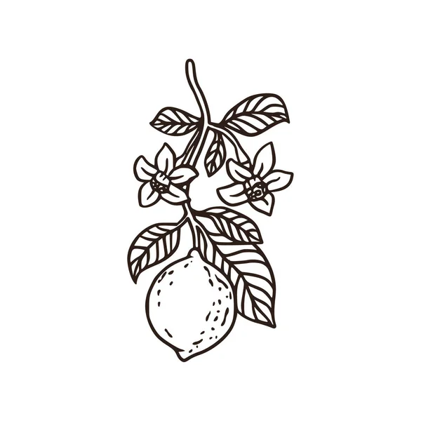 Yapraklı limon taze organik doğa dalı çizimi. — Stok Vektör