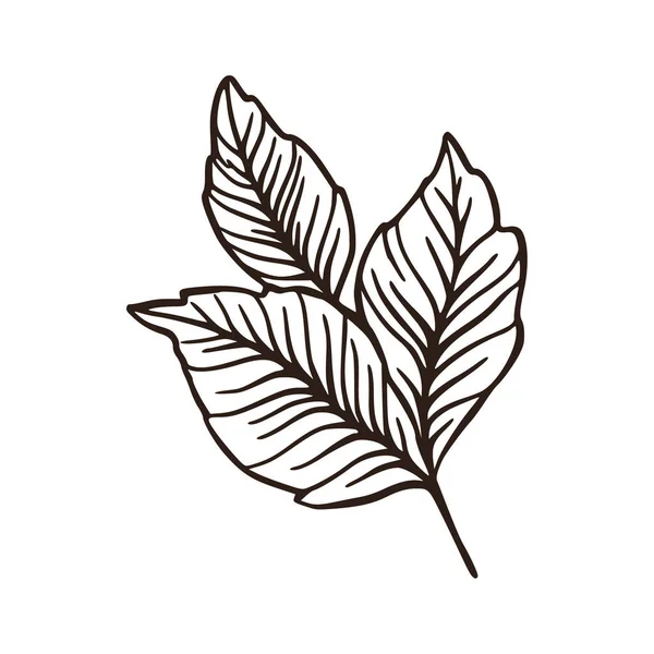 Feuille de ligne simple, illustration botanique vectorielle nature. — Image vectorielle