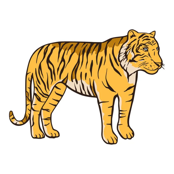 Bengalischer Tiger Karikatur Dschungel Safari tropischen Tier Illustration. — Stockvektor