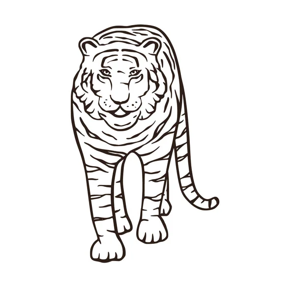 Wild bengal tiger natur säugetier cartoon tier vektorzeichen. — Stockvektor