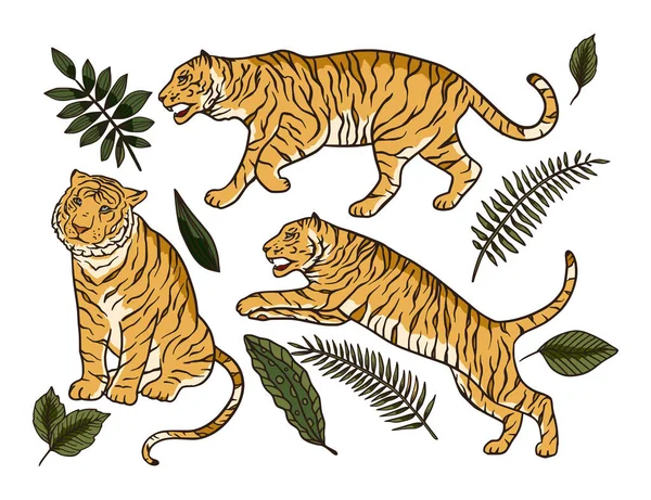 Desenhos animados bengala tigre animal vetor selva tropical conjunto. —  Vetores de Stock