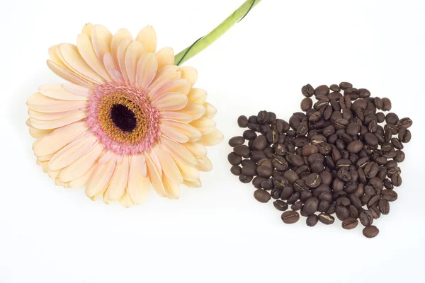 Coffee beans and a flower on a white background — Stock Photo, Image