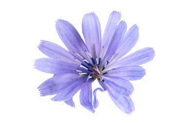 Beyaz arka plan üzerinde hindiba çiçek