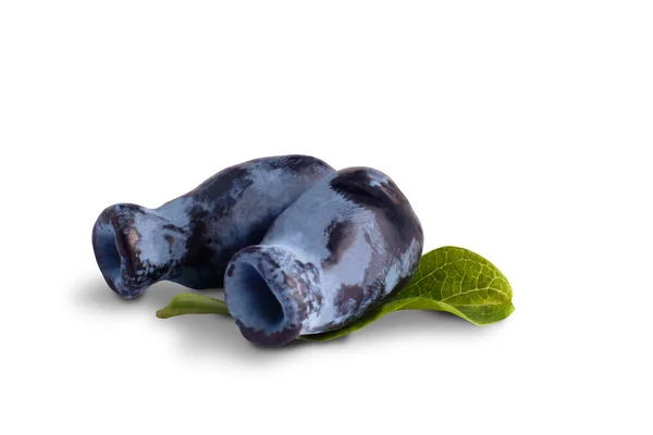 beyaz dut hanımeli
