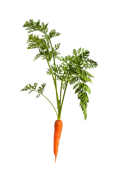 Carota su bianco — Foto Stock