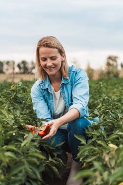 Tarlasında yetişen olgun kırmızı biberleri kontrol eden kadın çiftçi.