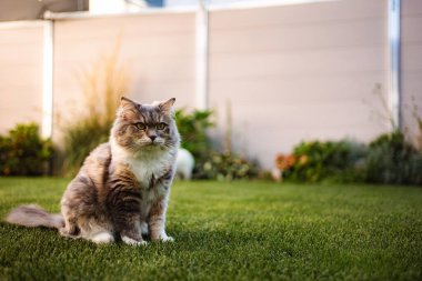 Tüylü kedi çimlerin üzerinde oturuyor, kameraya bakıyor.