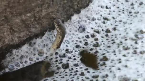Змія у воді . — стокове відео