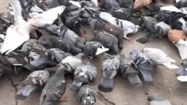 Şehrin sokaklarında güvercinler.
