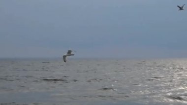 denizin üzerinde uçan martı.