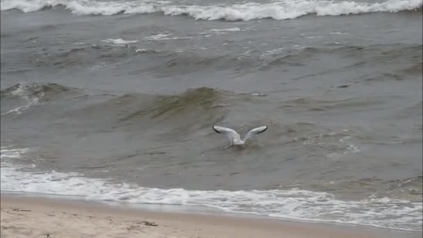 Gulls flying over the sea. — Stock Video