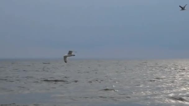 Gulls flying over the sea. — Stock Video