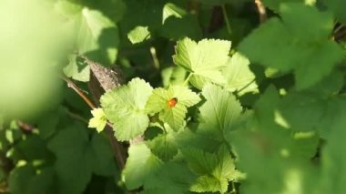 Arı çiçek Frenk üzümü üzerinde.