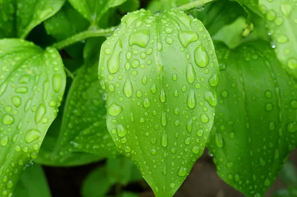 Folhas verdes após a chuva . — Fotografia de Stock