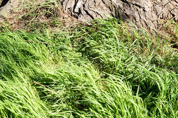 Ağacın altındaki yeşil çimenler.