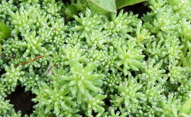 Yeşil zemin örtüsü yağmur sonra.