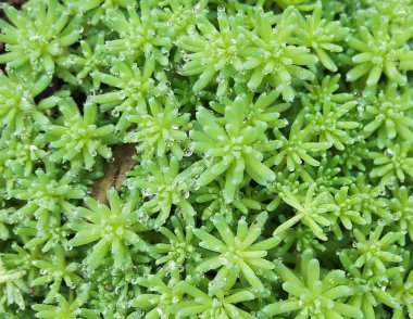 Yeşil zemin örtüsü yağmur sonra.