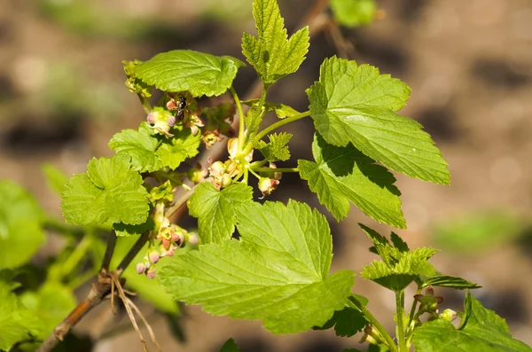 Ape sul ribes in fiore . — Foto Stock